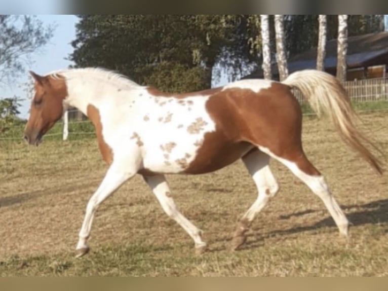 Arabisches Partbred Hengst 1 Jahr 156 cm Dunalino in Haunetal