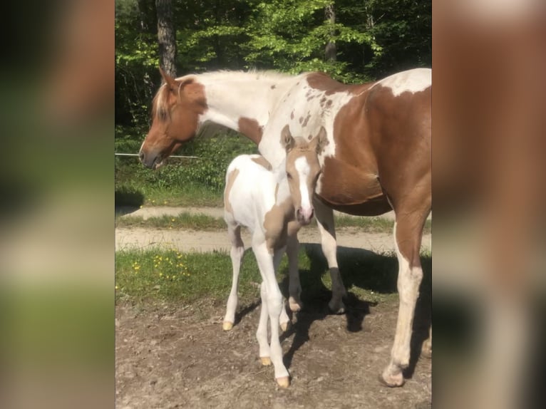 Arabisches Partbred Hengst 1 Jahr 156 cm Dunalino in Haunetal