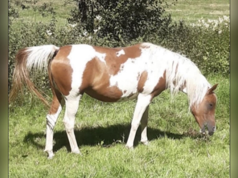 Arabisches Partbred Hengst 1 Jahr 156 cm Dunalino in Haunetal