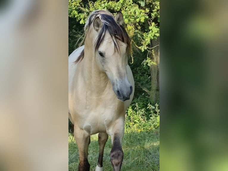 Arabisches Partbred Hengst 1 Jahr 156 cm Dunalino in Haunetal