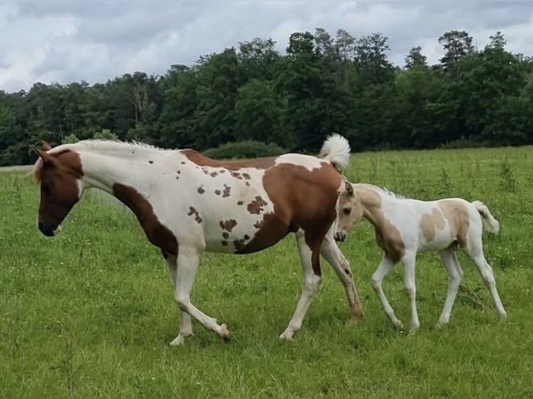 Arabisches Partbred Hengst 1 Jahr 156 cm Dunalino in Haunetal