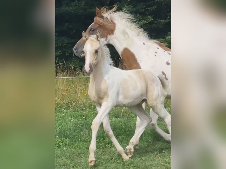 Arabisches Partbred Hengst 1 Jahr 156 cm Dunalino in Haunetal