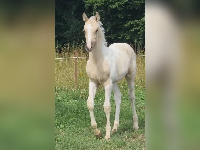 Arabisches Partbred Hengst 1 Jahr 156 cm Dunalino in Haunetal