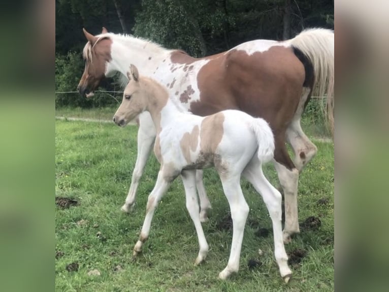 Arabisches Partbred Hengst 1 Jahr 156 cm Dunalino in Haunetal