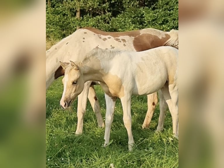 Arabisches Partbred Hengst 1 Jahr 156 cm Dunalino in Haunetal