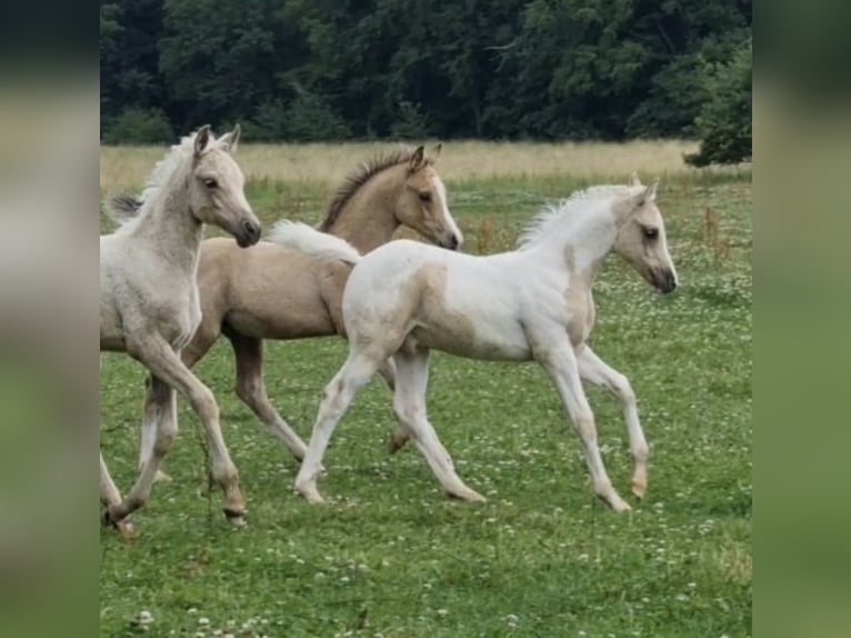 Arabisches Partbred Hengst 1 Jahr 156 cm Dunalino in Haunetal