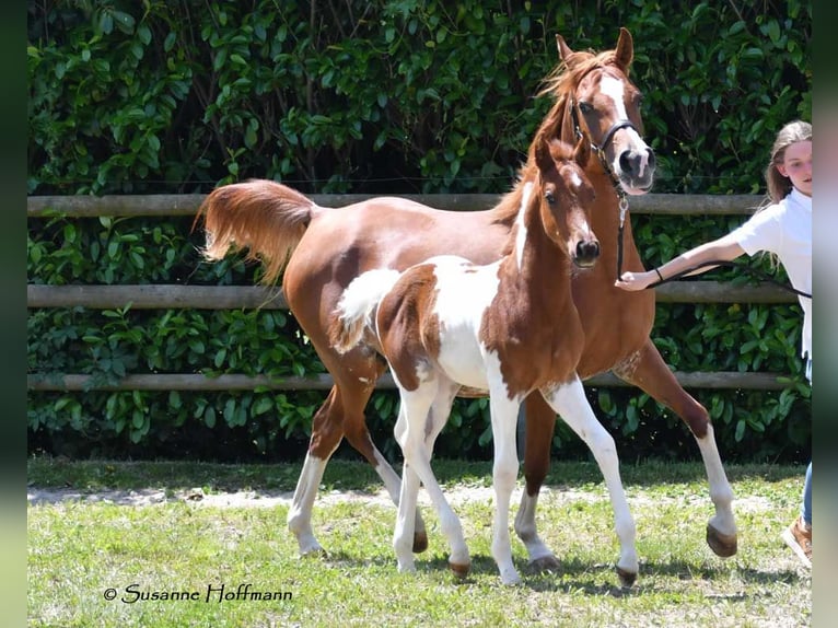 Arabisches Partbred Hengst 1 Jahr 156 cm Tobiano-alle-Farben in Gödenroth