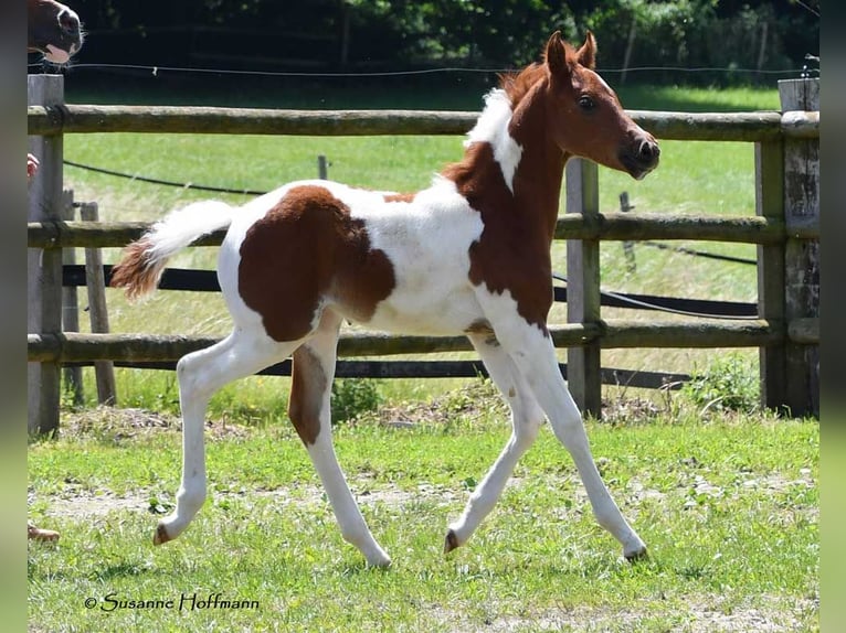 Arabisches Partbred Hengst 1 Jahr 156 cm Tobiano-alle-Farben in Gödenroth