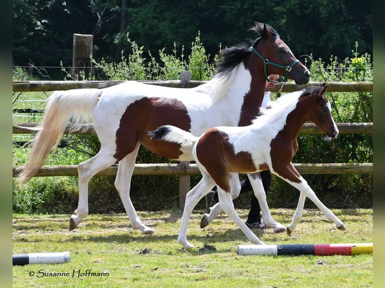 Arabisches Partbred Hengst 1 Jahr 156 cm Tobiano-alle-Farben in Mörsdorf