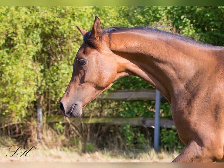 Arabisches Partbred Hengst 1 Jahr Brauner in Senst