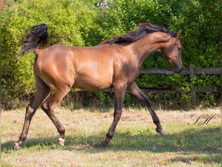 Arabisches Partbred Hengst 1 Jahr Brauner in Senst