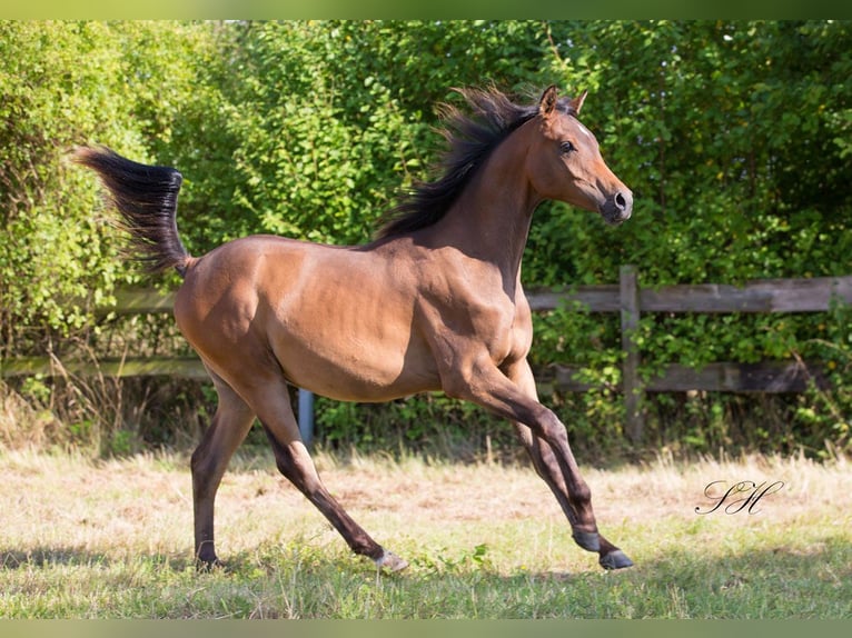 Arabisches Partbred Hengst 1 Jahr Brauner in Senst
