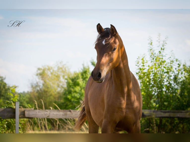 Arabisches Partbred Hengst 1 Jahr Brauner in Senst