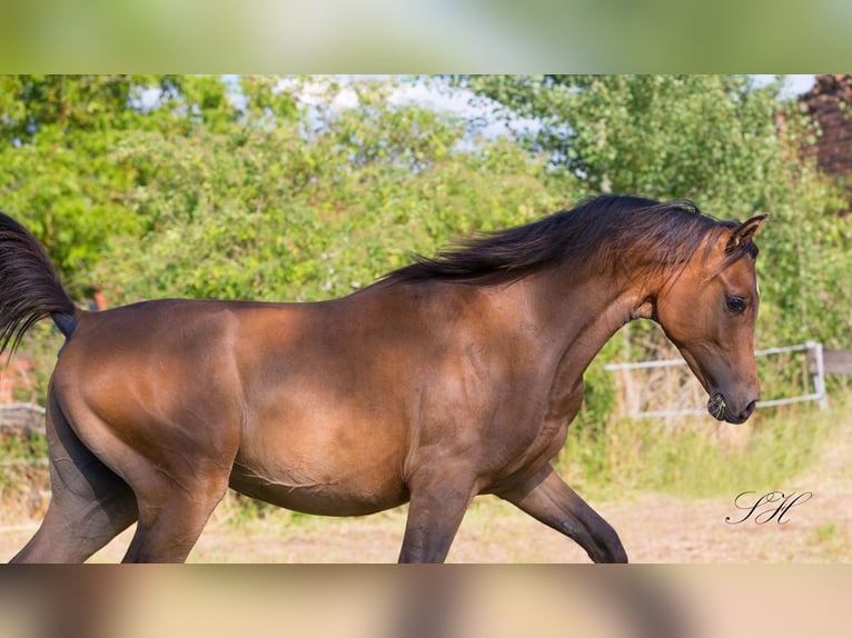Arabisches Partbred Hengst 1 Jahr Brauner in Senst
