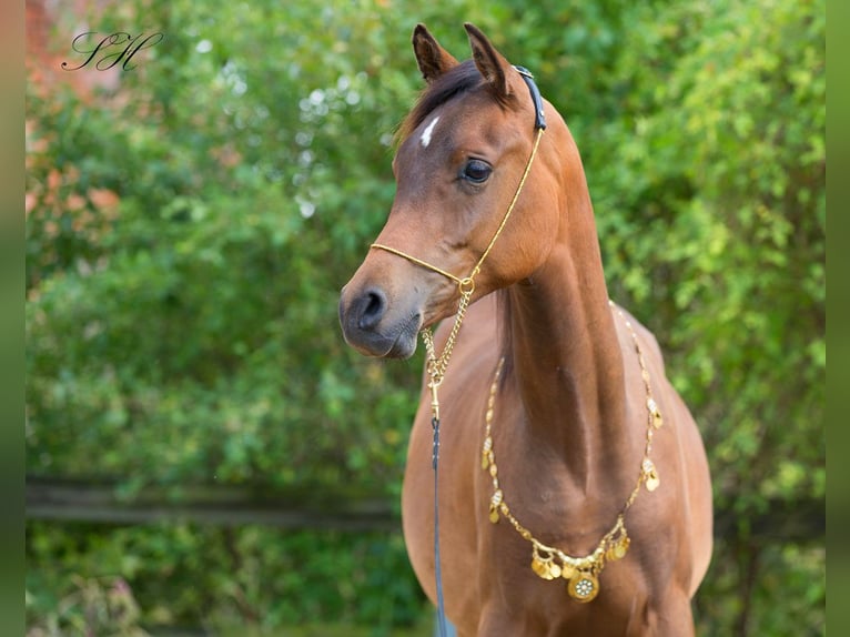 Arabisches Partbred Hengst 1 Jahr Brauner in Senst