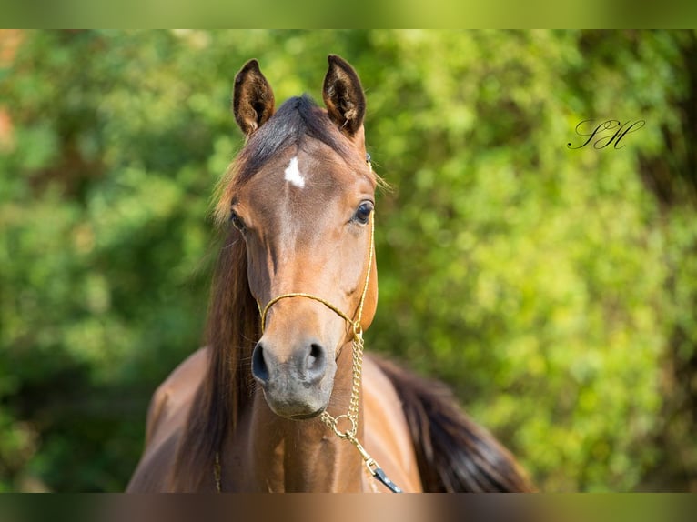 Arabisches Partbred Hengst 1 Jahr Brauner in Senst