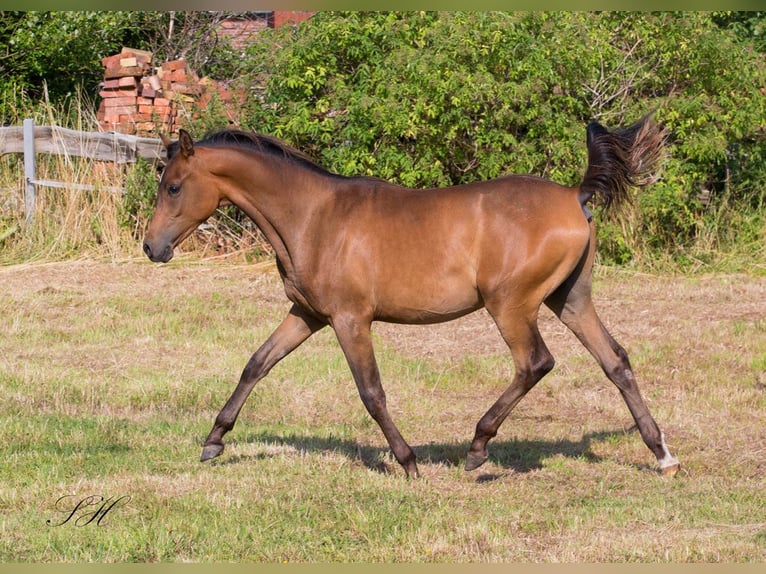 Arabisches Partbred Hengst 1 Jahr Brauner in Senst