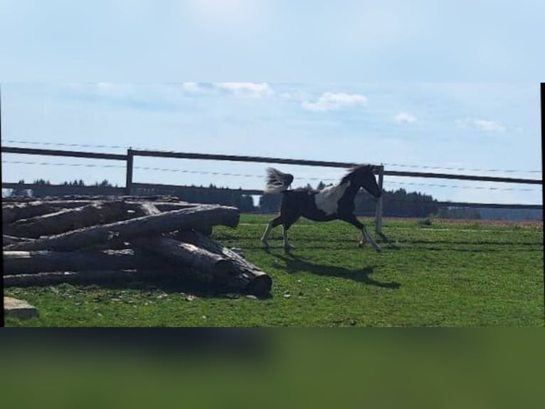 Arabisches Partbred Hengst 1 Jahr Schecke in Reibers
