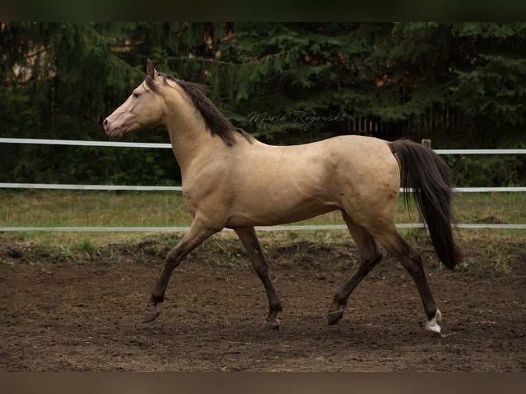 Arabisches Partbred Hengst 20 Jahre 148 cm Champagne in Beaumont-Pied-de-B&#x153;uf