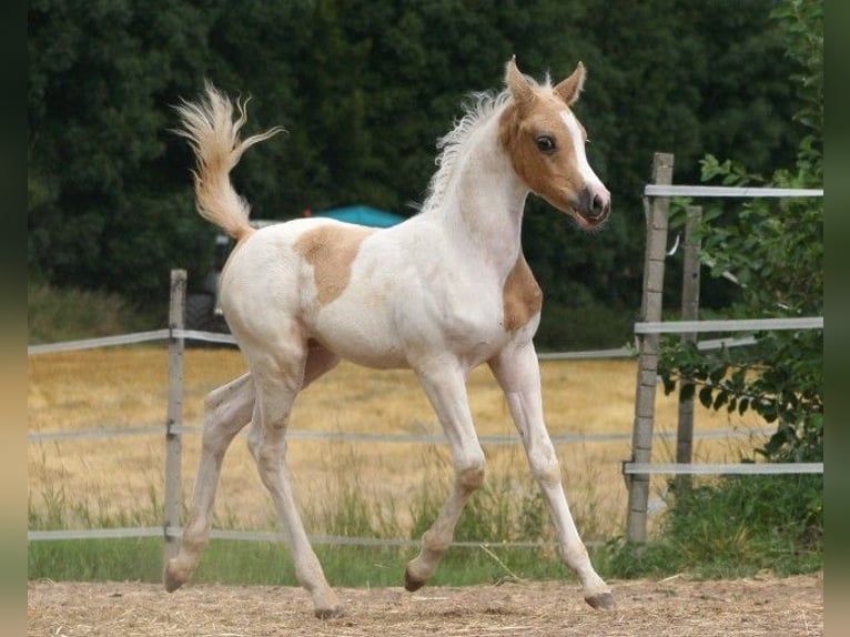 Arabisches Partbred Hengst 23 Jahre 156 cm Buckskin in Kraichtal
