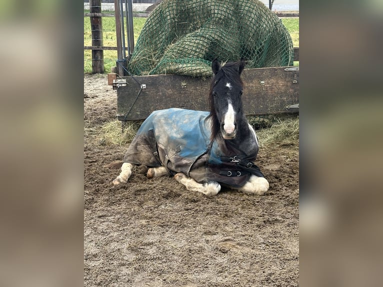 Arabisches Partbred Hengst 2 Jahre 140 cm Schecke in Höbersdorf
