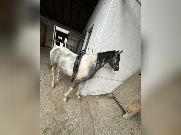 Arabisches Partbred Hengst 2 Jahre 140 cm Schecke in Höbersdorf