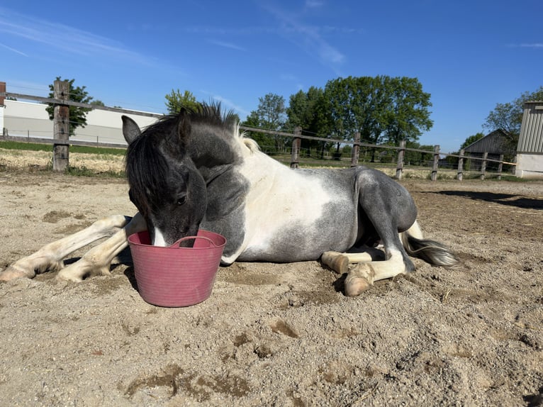 Arabisches Partbred Hengst 2 Jahre 140 cm Schecke in Höbersdorf