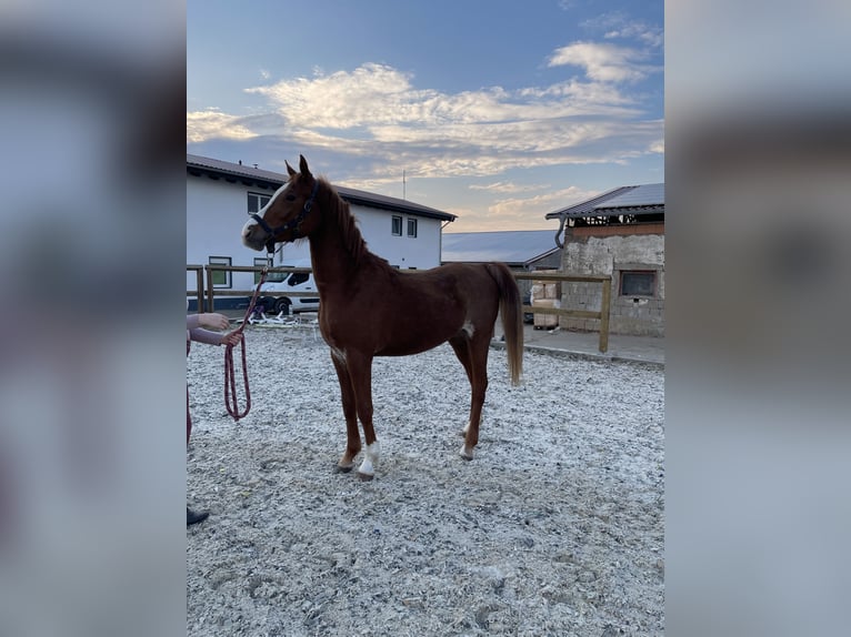 Arabisches Partbred Hengst 2 Jahre 150 cm Fuchs in Ermsleben