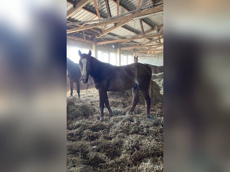Arabisches Partbred Hengst 2 Jahre 150 cm Fuchs in Meisdorf