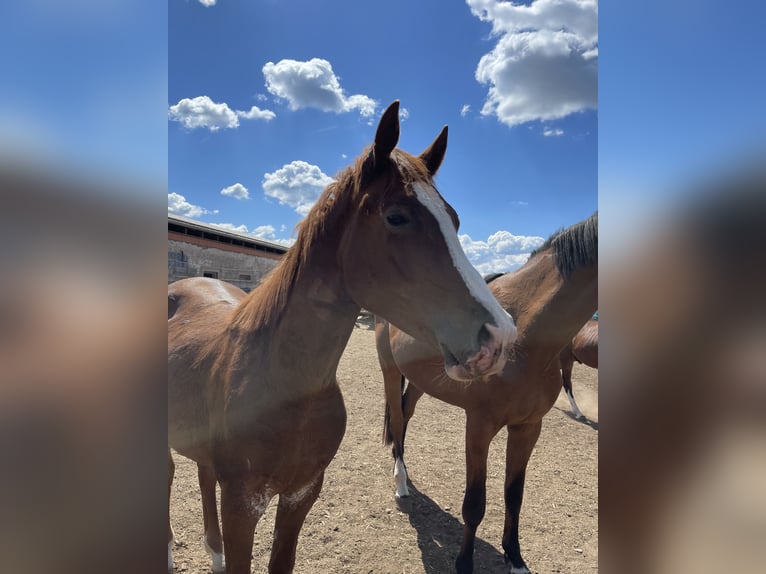 Arabisches Partbred Hengst 2 Jahre 150 cm Fuchs in Meisdorf
