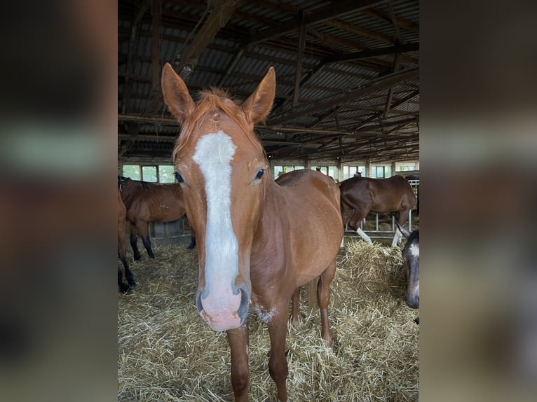 Arabisches Partbred Hengst 2 Jahre 150 cm Fuchs in Meisdorf