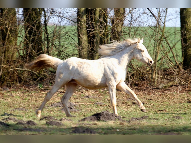 Arabisches Partbred Hengst 2 Jahre 152 cm Palomino in Gransee