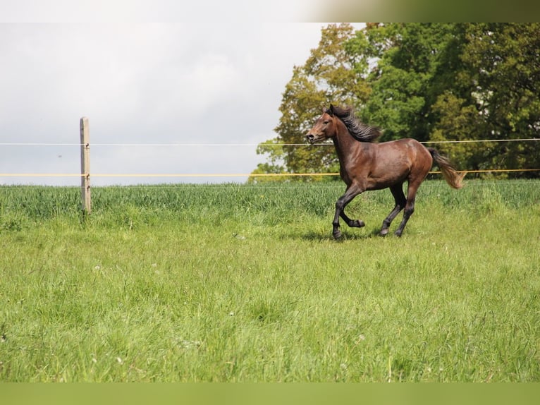 Arabisches Partbred Hengst 2 Jahre 154 cm  in Blankenhain