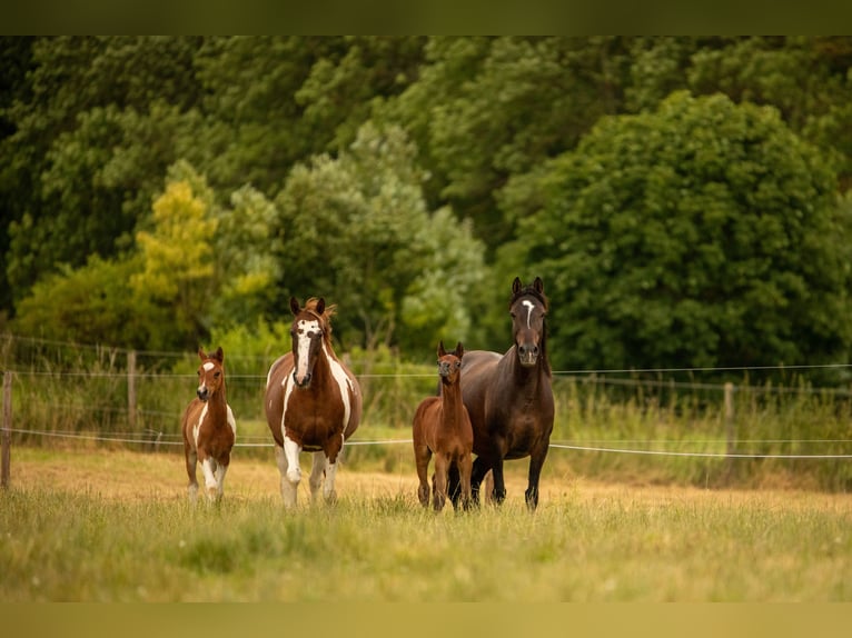 Arabisches Partbred Hengst 2 Jahre 154 cm  in Blankenhain