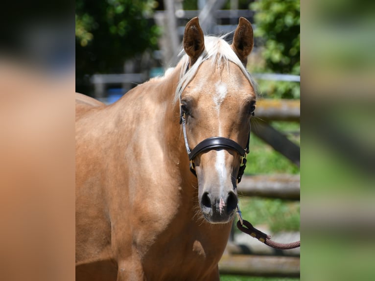 Arabisches Partbred Hengst 2 Jahre 154 cm Palomino in M&#xF6;rsdorf