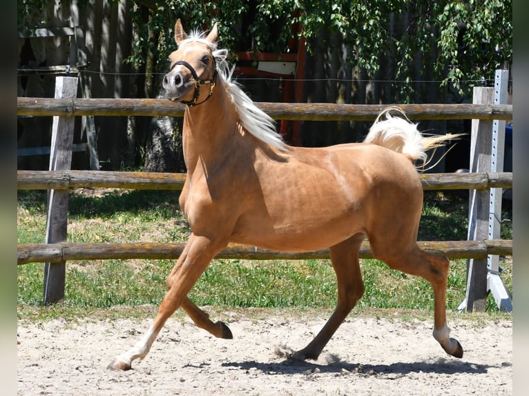 Arabisches Partbred Hengst 2 Jahre 154 cm Palomino in M&#xF6;rsdorf