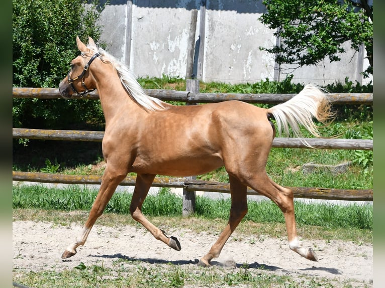 Arabisches Partbred Hengst 2 Jahre 154 cm Palomino in M&#xF6;rsdorf