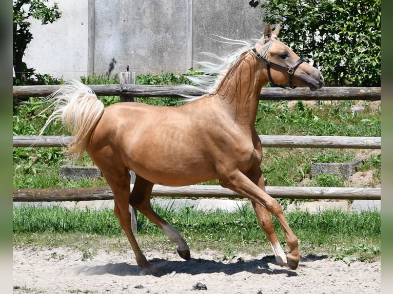 Arabisches Partbred Hengst 2 Jahre 154 cm Palomino in M&#xF6;rsdorf