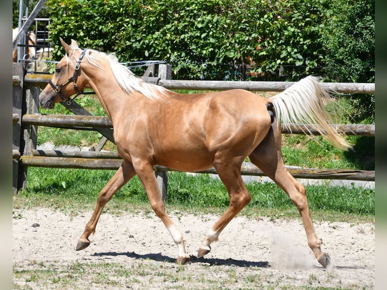 Arabisches Partbred Hengst 2 Jahre 154 cm Palomino in M&#xF6;rsdorf