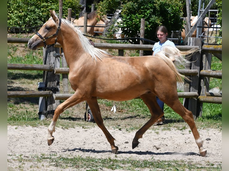 Arabisches Partbred Hengst 2 Jahre 154 cm Palomino in M&#xF6;rsdorf