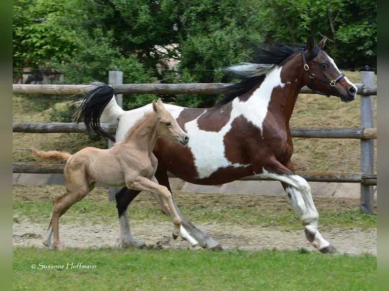 Arabisches Partbred Hengst 2 Jahre 154 cm Palomino in M&#xF6;rsdorf