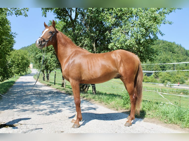 Arabisches Partbred Hengst 2 Jahre 155 cm Fuchs in St. Paul im Lavanttal