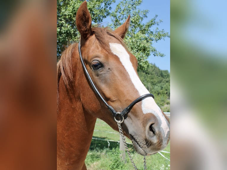Arabisches Partbred Hengst 2 Jahre 155 cm Fuchs in St. Paul im Lavanttal