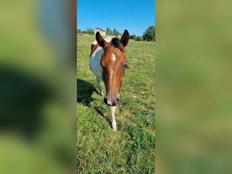 Arabisches Partbred Hengst 2 Jahre 155 cm Tobiano-alle-Farben in Saint-Martial-Entraygues