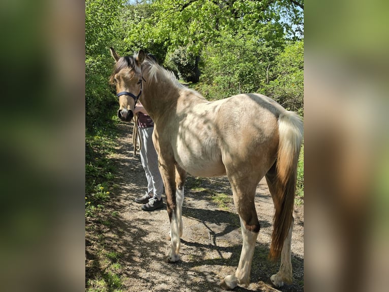 Arabisches Partbred Hengst 2 Jahre 155 cm Tobiano-alle-Farben in Badefols-sur-Dordogne