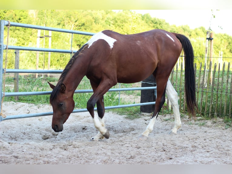 Arabisches Partbred Hengst 2 Jahre 155 cm Tobiano-alle-Farben in Erichem