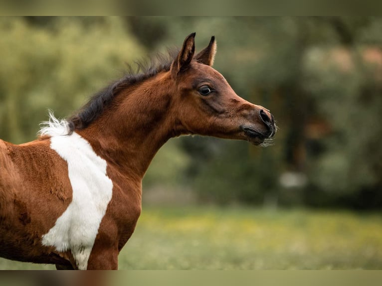 Arabisches Partbred Hengst 2 Jahre 155 cm Tobiano-alle-Farben in Erichem