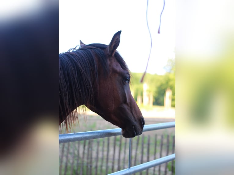Arabisches Partbred Hengst 2 Jahre 155 cm Tobiano-alle-Farben in Erichem