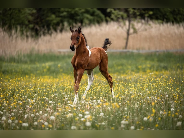 Arabisches Partbred Hengst 2 Jahre 155 cm Tobiano-alle-Farben in Erichem