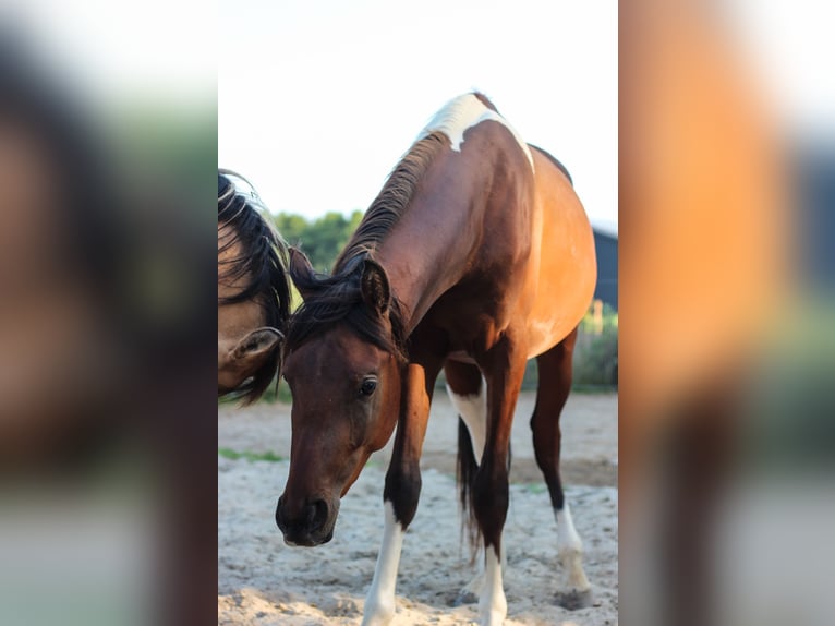 Arabisches Partbred Hengst 2 Jahre 155 cm Tobiano-alle-Farben in Erichem